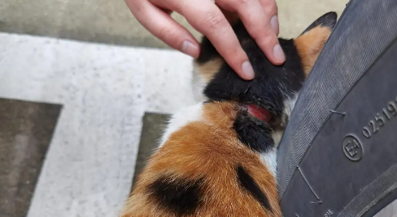 猫脖子被绳子勒着了吃不下饭怎么办