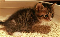 猫一直保持排尿的姿势