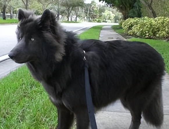 蓝湾牧羊犬在哪里能买到