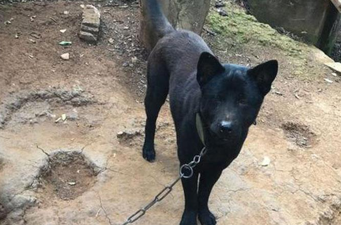中华田园犬五黑犬多少钱一只