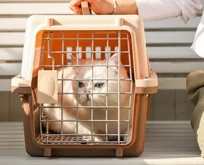 坐飞机能不能带猫
