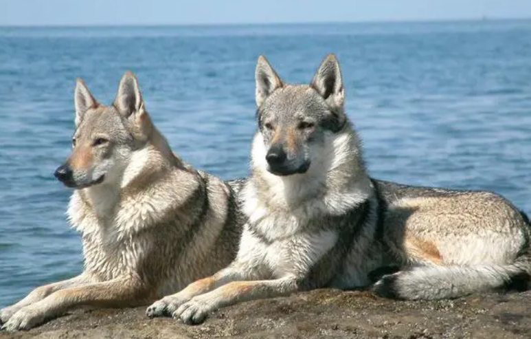 捷克狼犬怎么洗澡？洗澡注意事项有哪些？