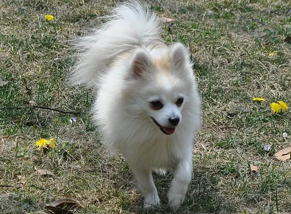 芬兰狐狸犬剪指甲方法是什么？来了解下吧