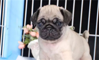 巴哥犬的身上为何很臭?怎么给巴哥犬消除异味