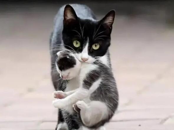 送走小猫要避开母猫吗