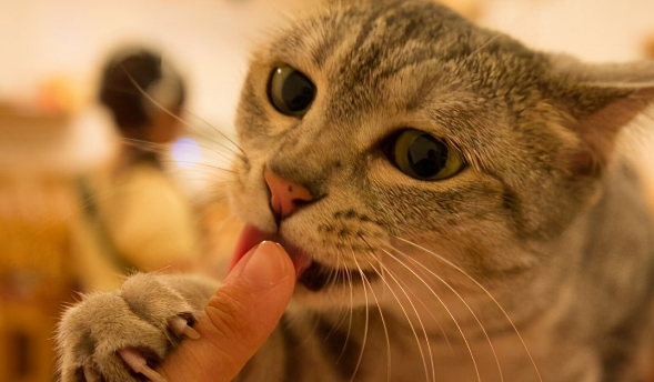 猫咪为什么咬人 猫咪为什么咬人