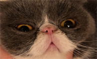猫咪鼻子总有鼻涕