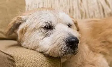 狗狗在一起老去，你发觉了没有？来看看吧