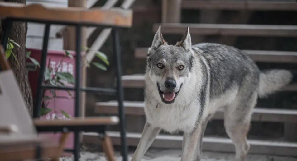 捷克狼犬夏季饮食注意事项?应该吃什么 捷克狼犬夏季饮食注意事项?应该吃什么