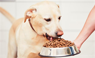 幼犬狗粮如何喂食