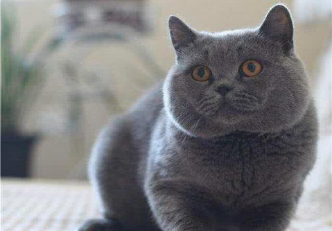 蓝猫第一胎一般生几只