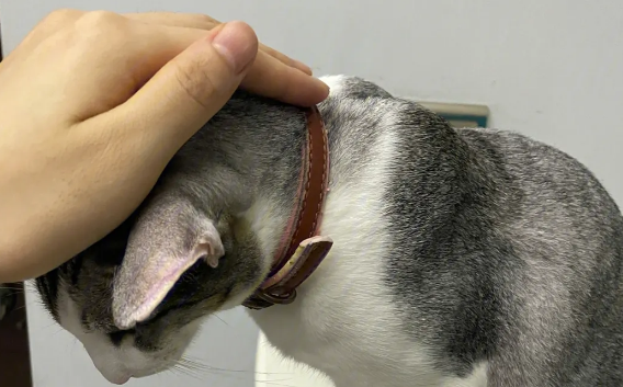 猫咪喜欢作妖吗为什么呢 猫咪喜欢作妖吗为什么呢