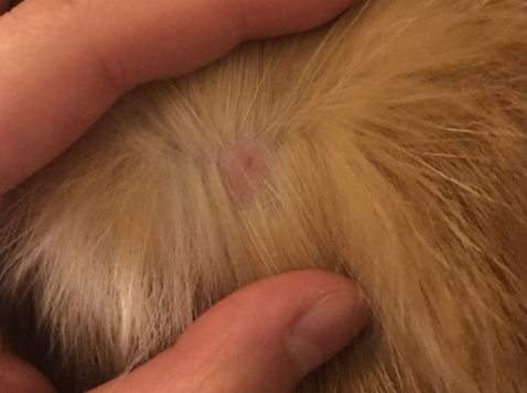 猫咪身上长包块是什么