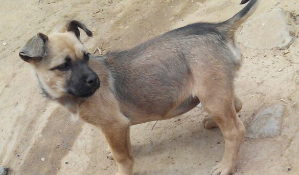 奇努克犬怎么洗澡?奇努克犬洗澡注意事项有?