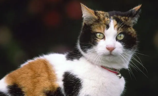 为什么猫咪吐了