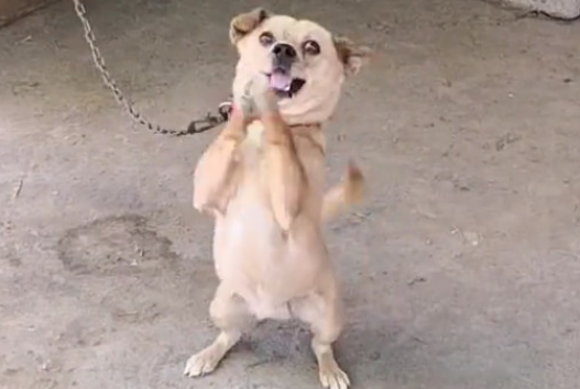狗狗向你作揖的原因