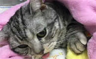 猫咪肠道为什么有炎症呢