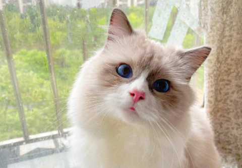 猫咪为什么不养布偶猫呢 猫咪为什么不养布偶猫呢