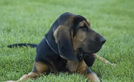 最强的十种猎犬