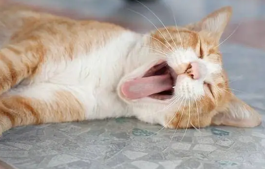 猫咪咳嗽像是卡了什么东西一样