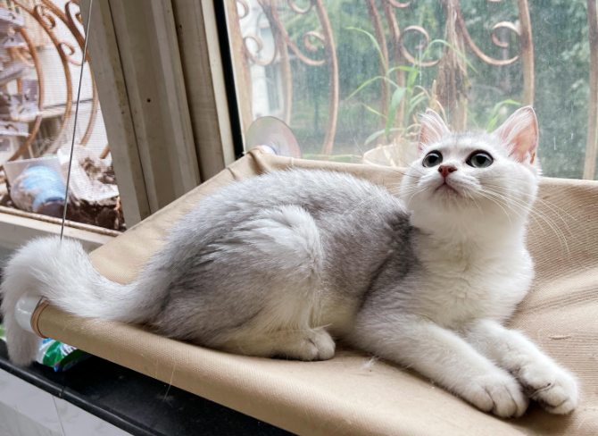 渐层猫返祖是什么意思