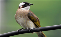 鸟得了沙门氏菌能活多久