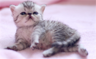 小奶猫只有小便没有大便？这是什么原因？