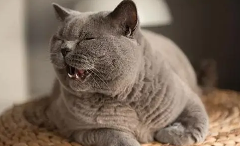 猫咪为什么吼叫