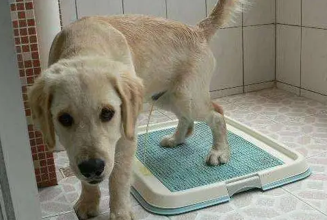 狗狗小便次数频繁量少怎么回事啊