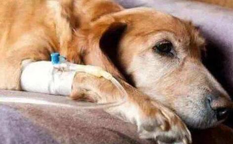 犬瘟第几天是最危险的