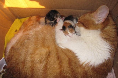 头胎猫咪的产程是多久
