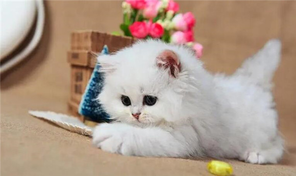 宠物猫和宠物兔哪个好养一点 宠物猫和宠物兔哪个好养一点