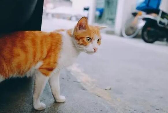 猫咪跑丢了还能找到家吗 猫咪跑丢了还能找到家吗