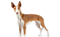 伊比赞猎犬感冒怎么办？感冒怎么治？