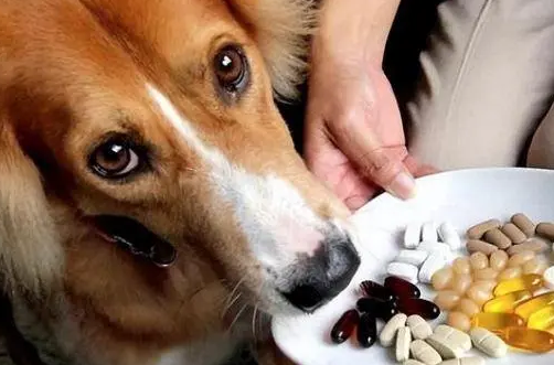 狗狗驱虫药什么时间吃最好呢 狗狗驱虫药什么时间吃最好呢
