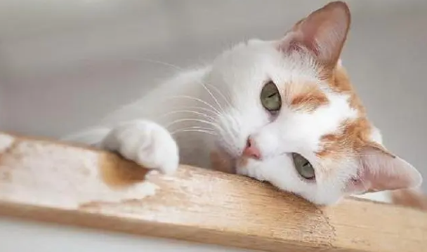 养猫对猫咪有害吗为什么呢