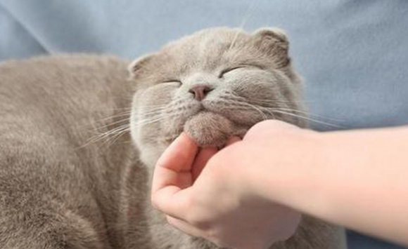猫咪为什么听得懂咪咪的声音