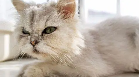 猫咪为什么会长犄角毛毛呢