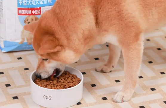 柴犬幼犬吃什么狗粮好一点