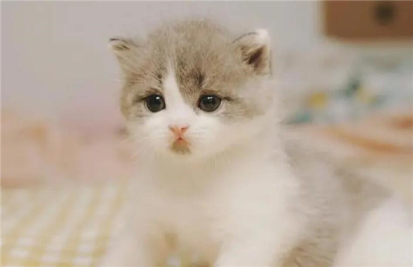 猫咪嘴巴黄黄的,是什么症状