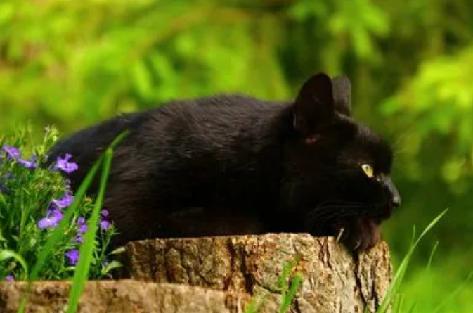 看到死猫会倒霉吗