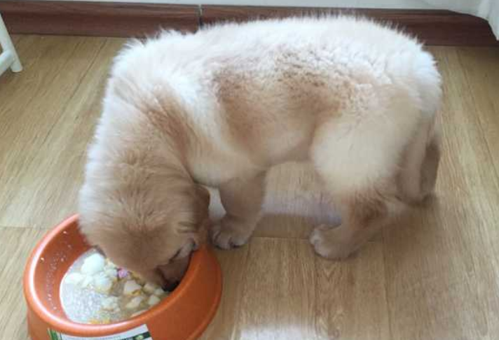 自制金毛犬狗粮的做法 自制金毛犬狗粮的做法