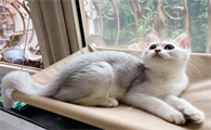渐层猫返祖是什么意思