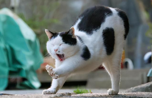 猫对主人弓背什么意思