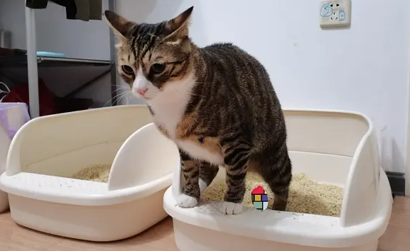 为什么要让猫咪上厕所啊 为什么要让猫咪上厕所啊