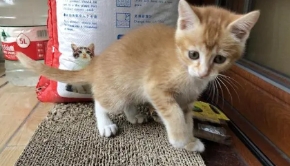 橘猫有母的吗？具体看这里！