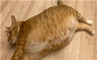 猫咪为什么会拍肚子呢