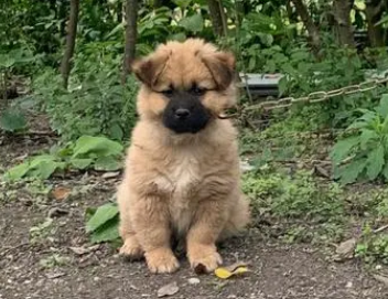 土狗怎么训练游泳,带你们来瞧瞧! 土狗怎么训练游泳,带你们来瞧瞧!