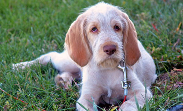 史毕诺犬会握手吗?训练方法很重要 史毕诺犬会握手吗?训练方法很重要