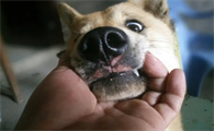 狗狗下嘴唇抖动怎么回事